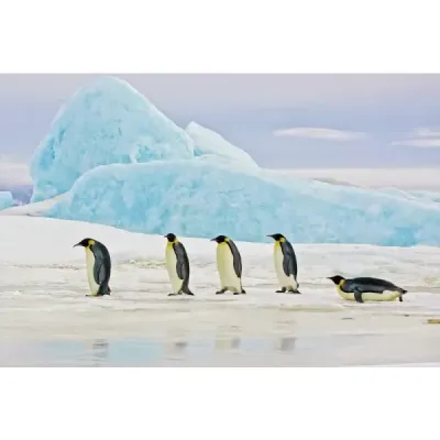 Imaginea pinguinilor