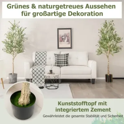 măslini polonezi cu 1296 frunze și 72 de plante fructifere de măsline 182 cm